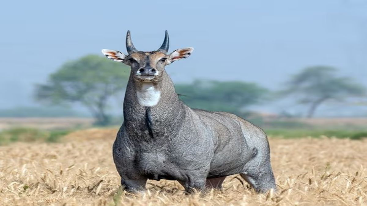nilgai dikhne ke kya sanket hai