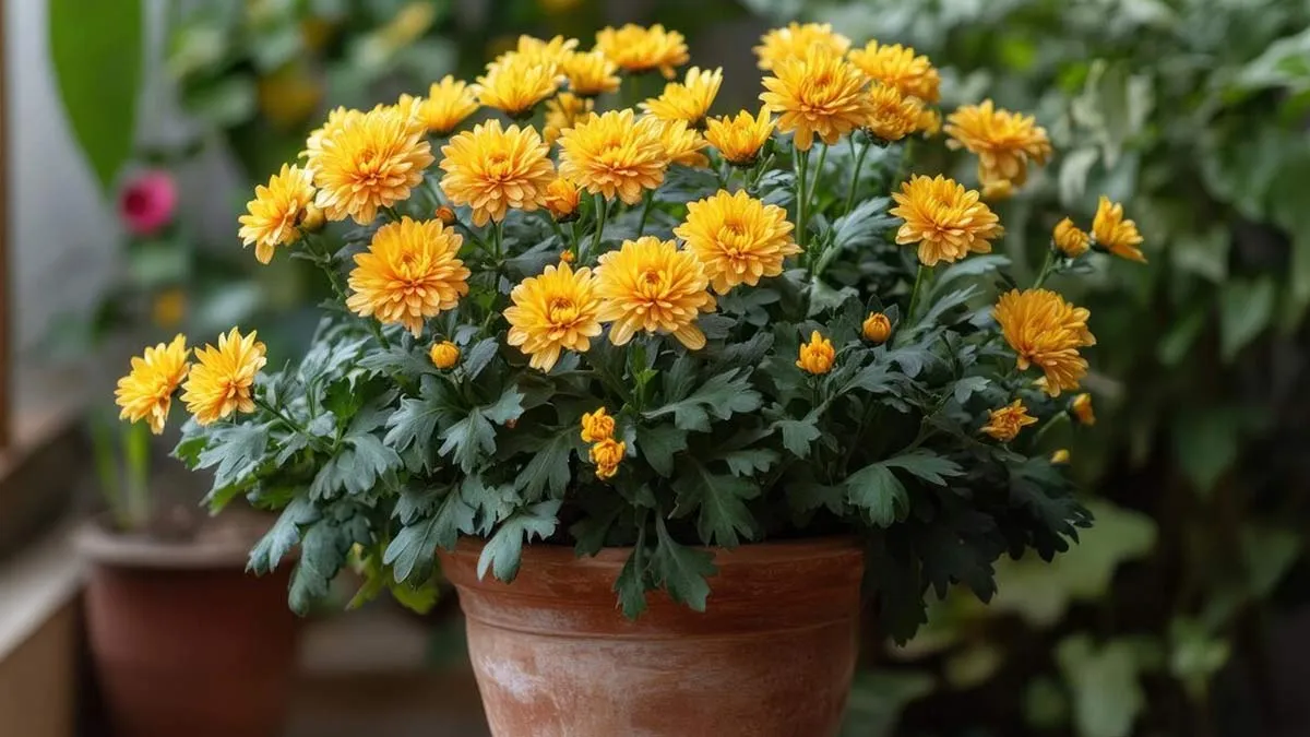 how to grow chrysanthemum aka guldaudi