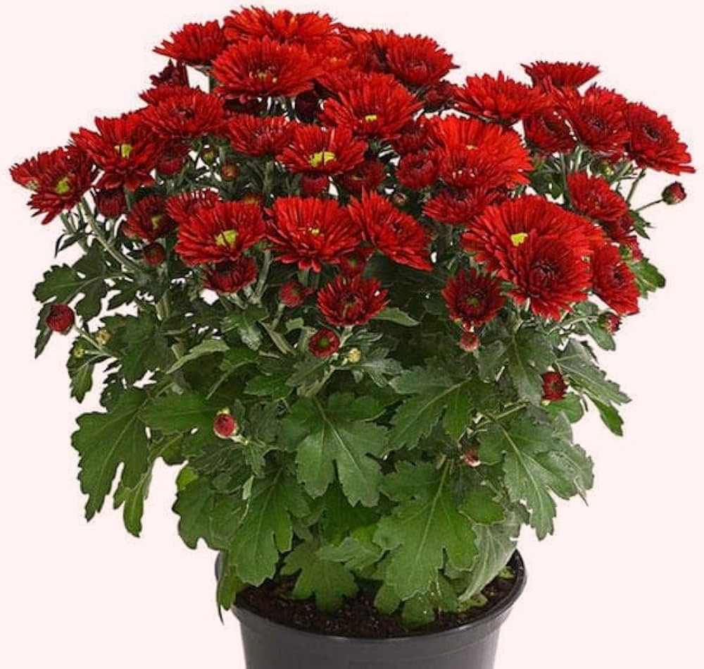 Can I grow Chrysanthemums from cuttings