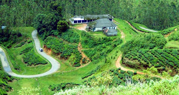 Devikulam Tea Garden