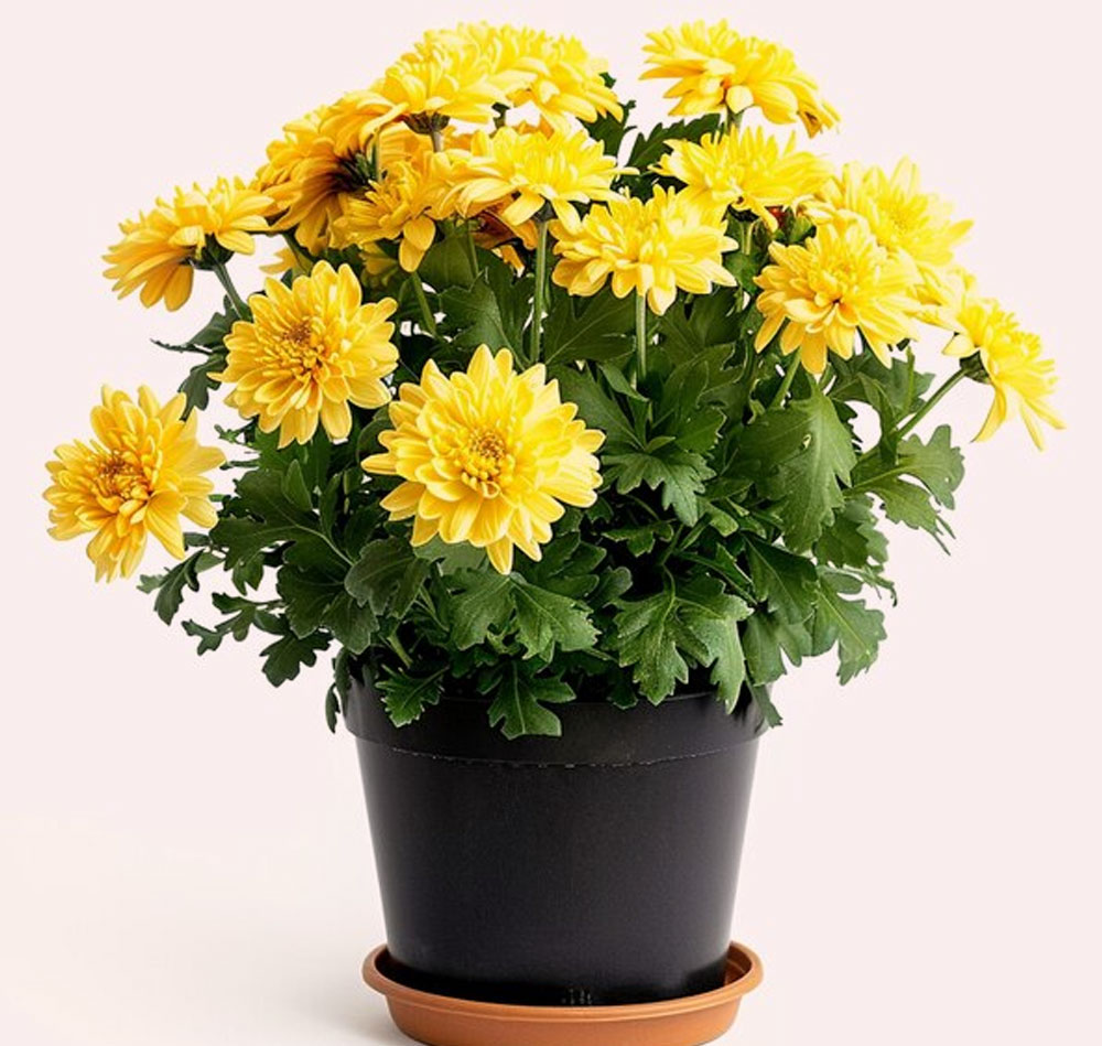 how to grow guldaudi