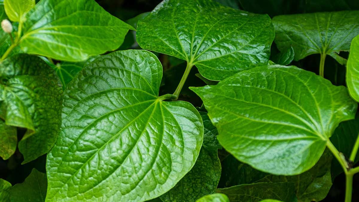 natural-fertilizer-for-betel-leaf-plant