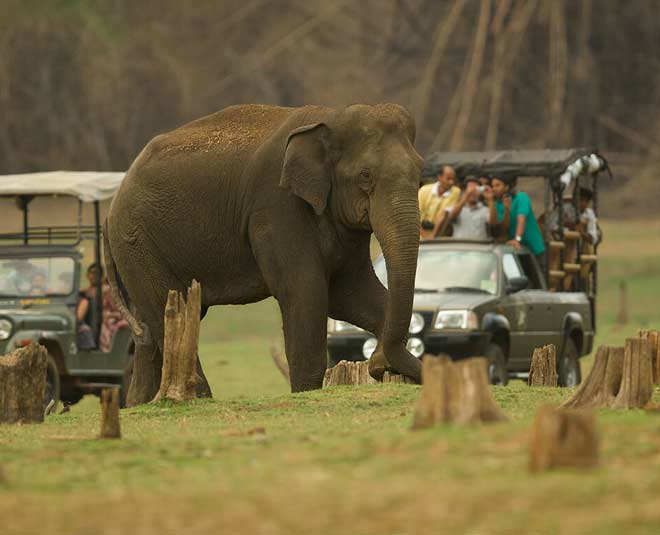 hathi sawari