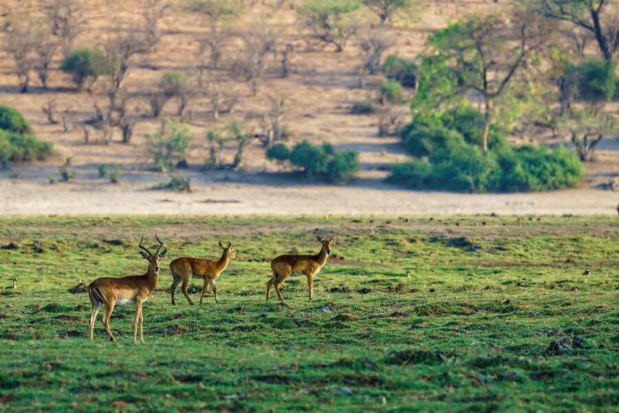 kaziranga trip