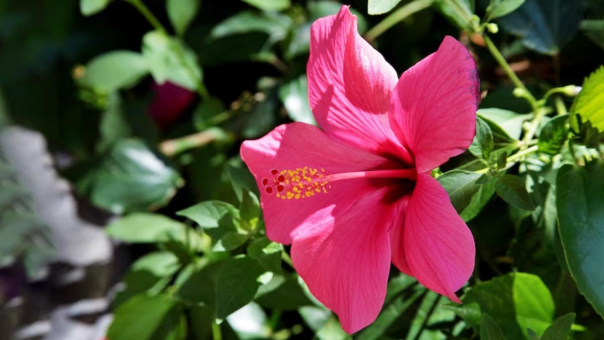 Hibiscus flower for hair growth