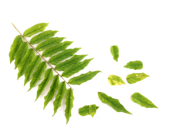 Curry leaves benefits