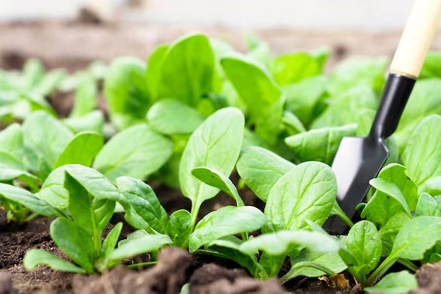 how to use cardboard