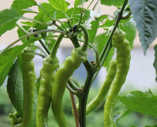 chilli-plant-flowering-time
