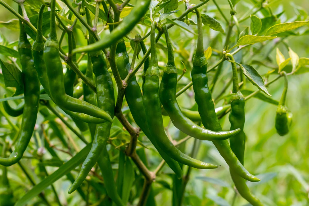 green chilly care