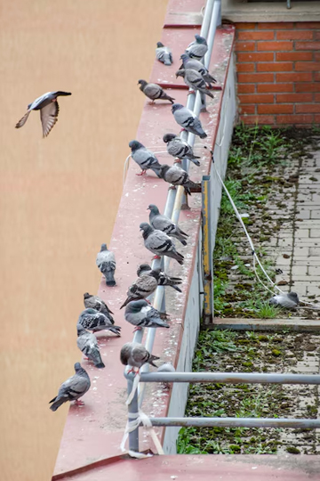 How do you permanently scare pigeons