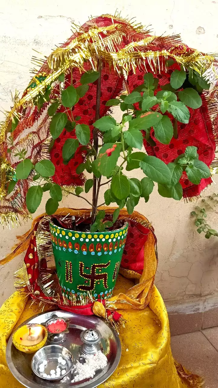 tulsi vivah