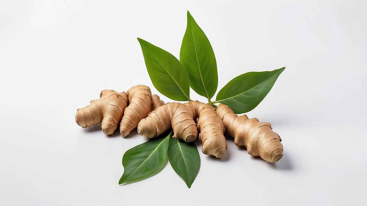 ginger growing tips