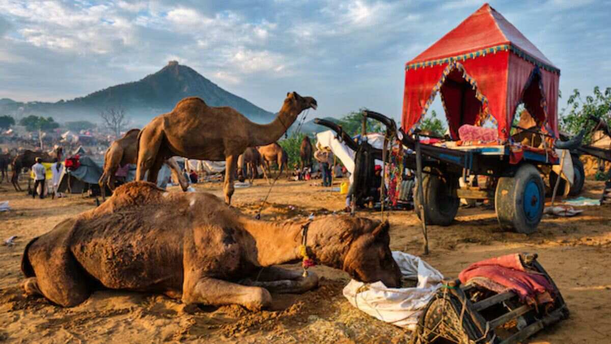 pushkar mela 2024 fun places and things to do in fair with kid