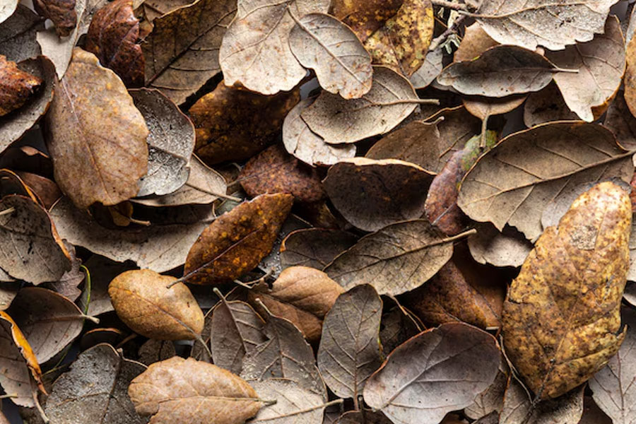 cardboard for gardening