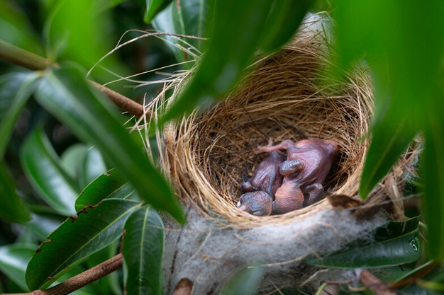 bird nest on the way