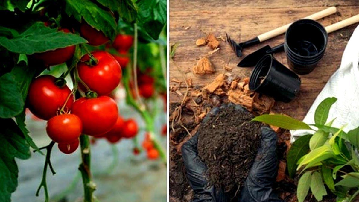 fertilizer for tomatoe plant