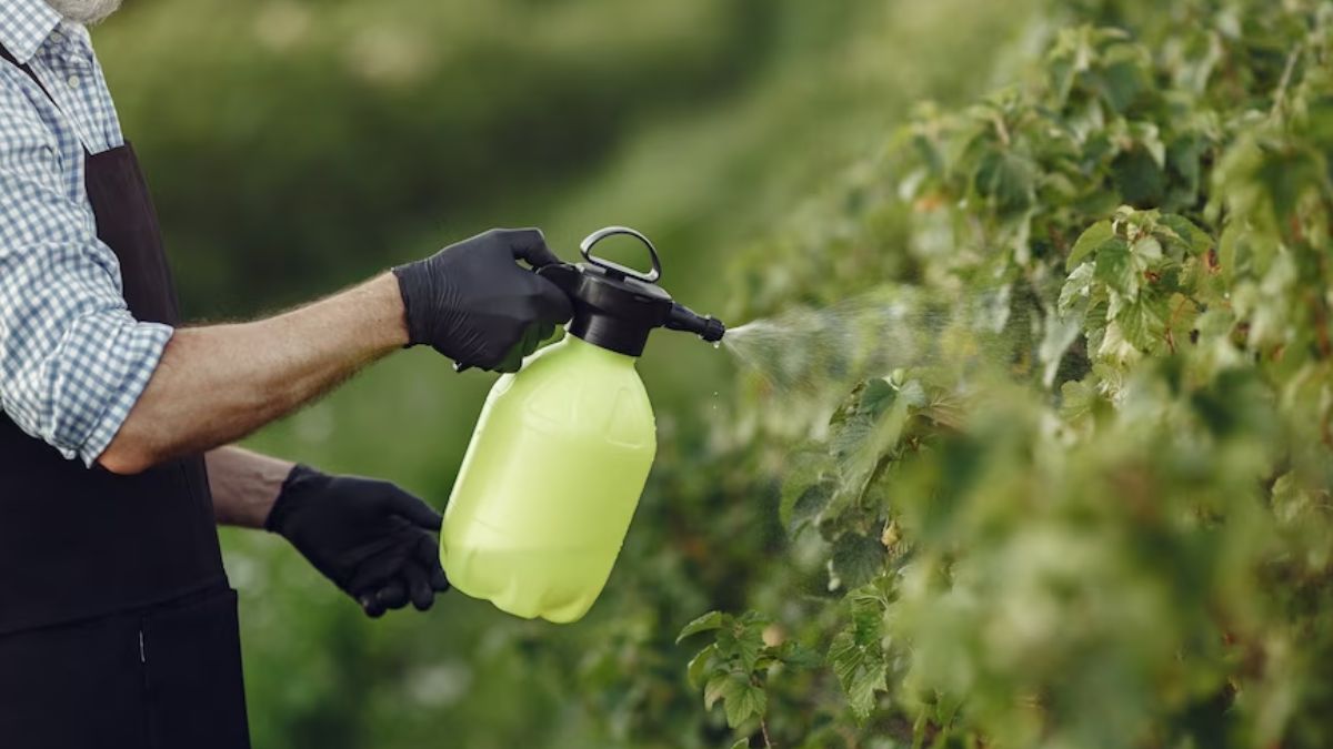 how to get rid of ants from sem beans plants