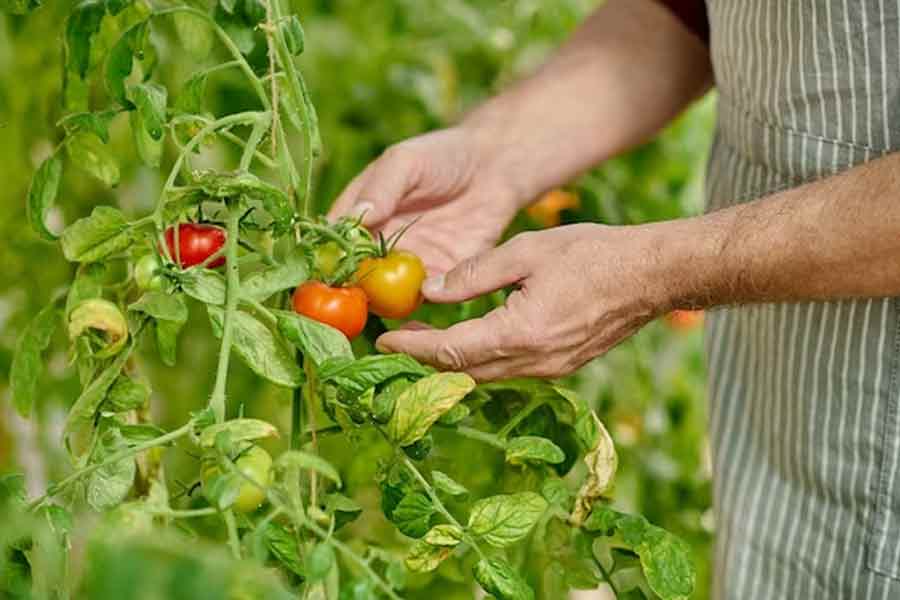 tomatoes gardening at home