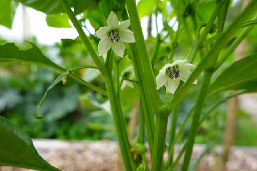 capsicum plant care