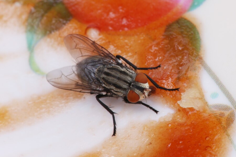 how to remove flies fast