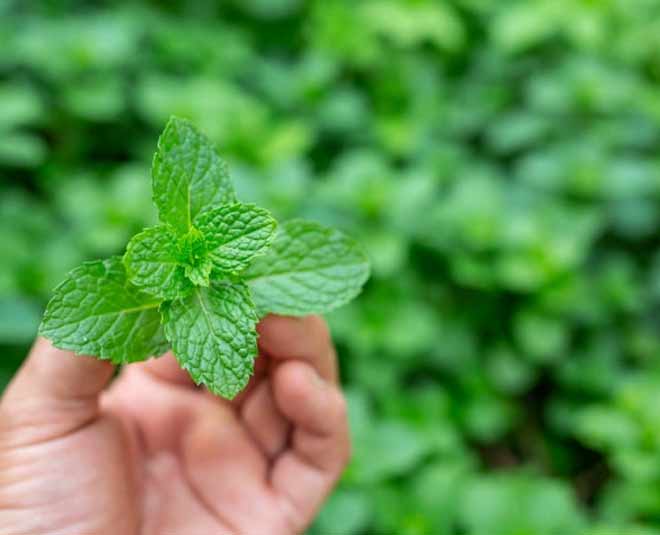 mint leaves to get rid of flies