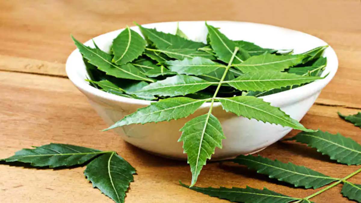 neem leaves