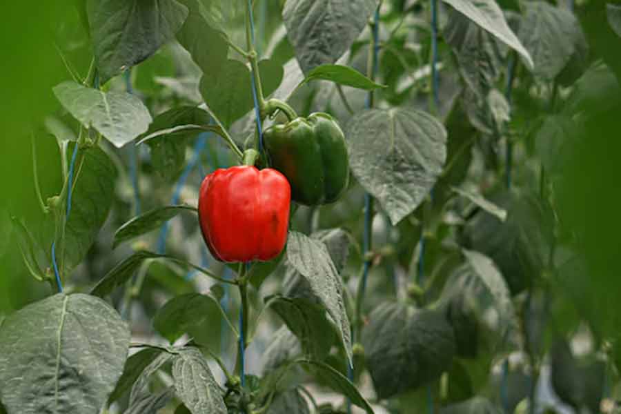 organic fertilizer for capsicum