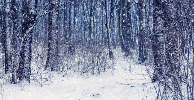 s places to visit in december 2024