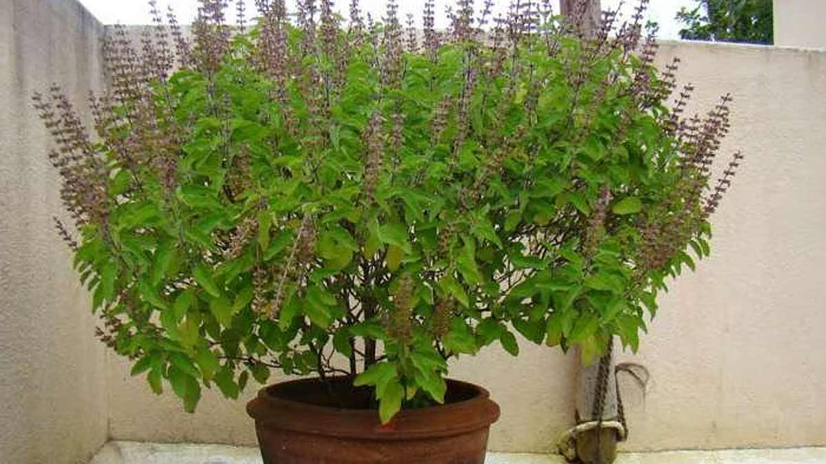How To Take Care Of Tulsi In Winter Tulsi Plant Care in Winter: सर्द हवाओं में ऐसे करें तुलसी के पौधे की
