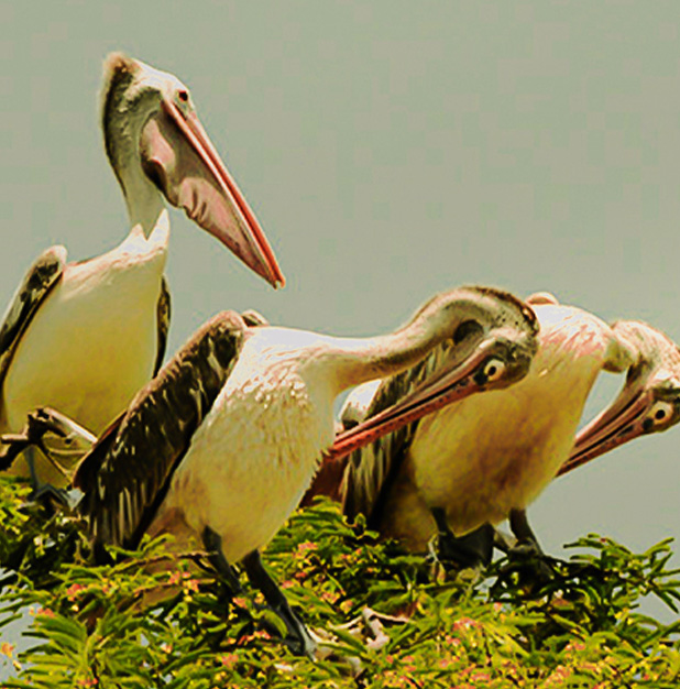 Kokkare Bellur Bird Sanctuary