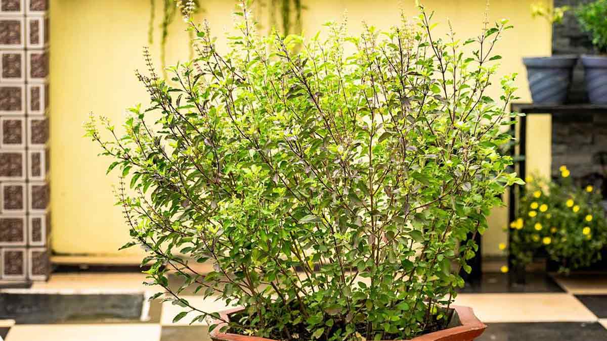 How To Take Care Of Tulsi In Winter Tulsi Plant Care in Winter: सर्द हवाओं में ऐसे करें तुलसी के पौधे की