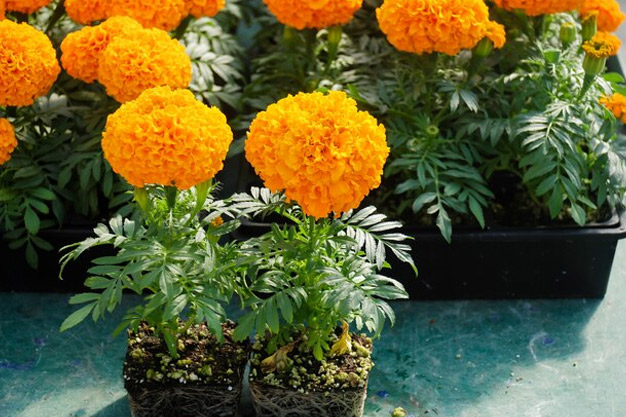 marigold plant care with spinach