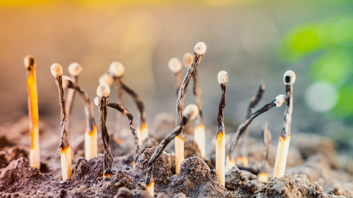 matchstick for plant growth