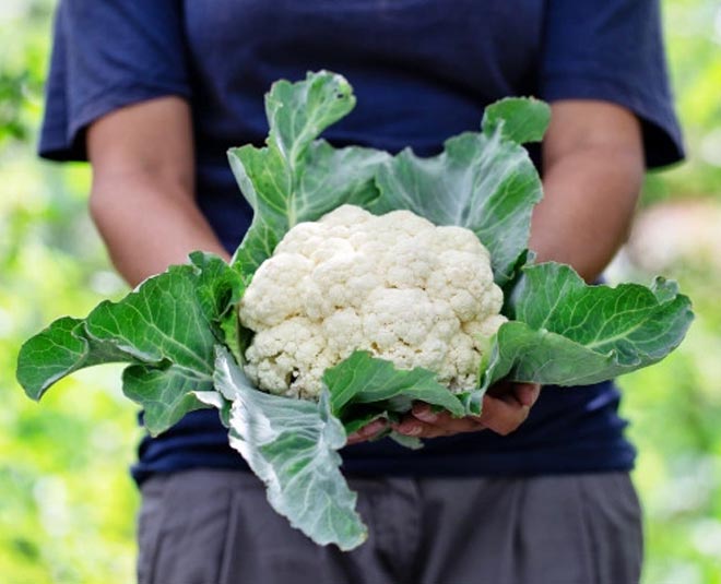 Cauliflower plants care