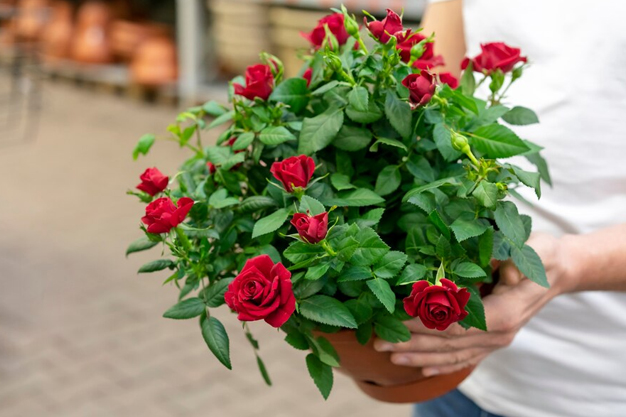 When to use liquid fertilizer