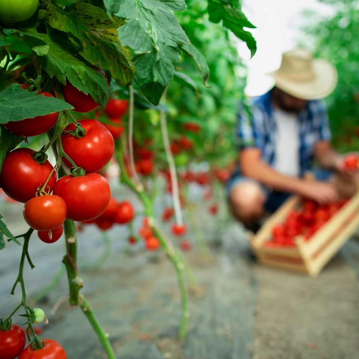 tomato plant growing tips