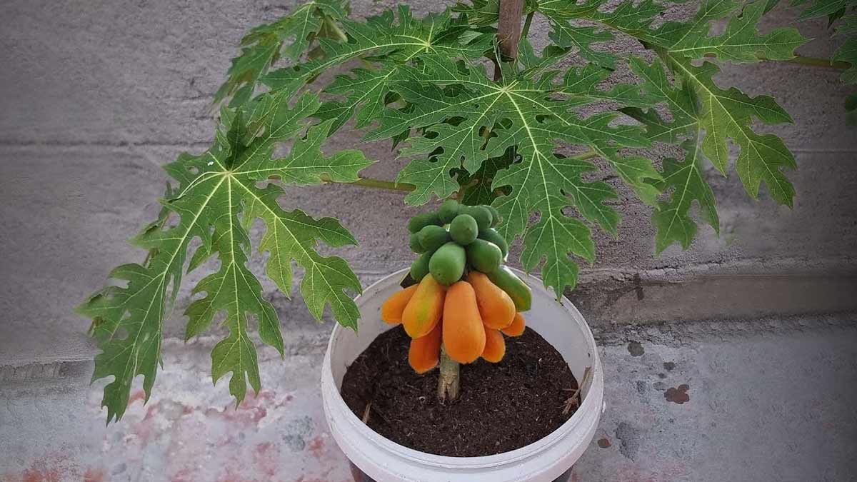 क्या घर के सामने पपीता का पेड़ लगाना चाहिए? | can we plant papaya tree in  front of house | HerZindagi