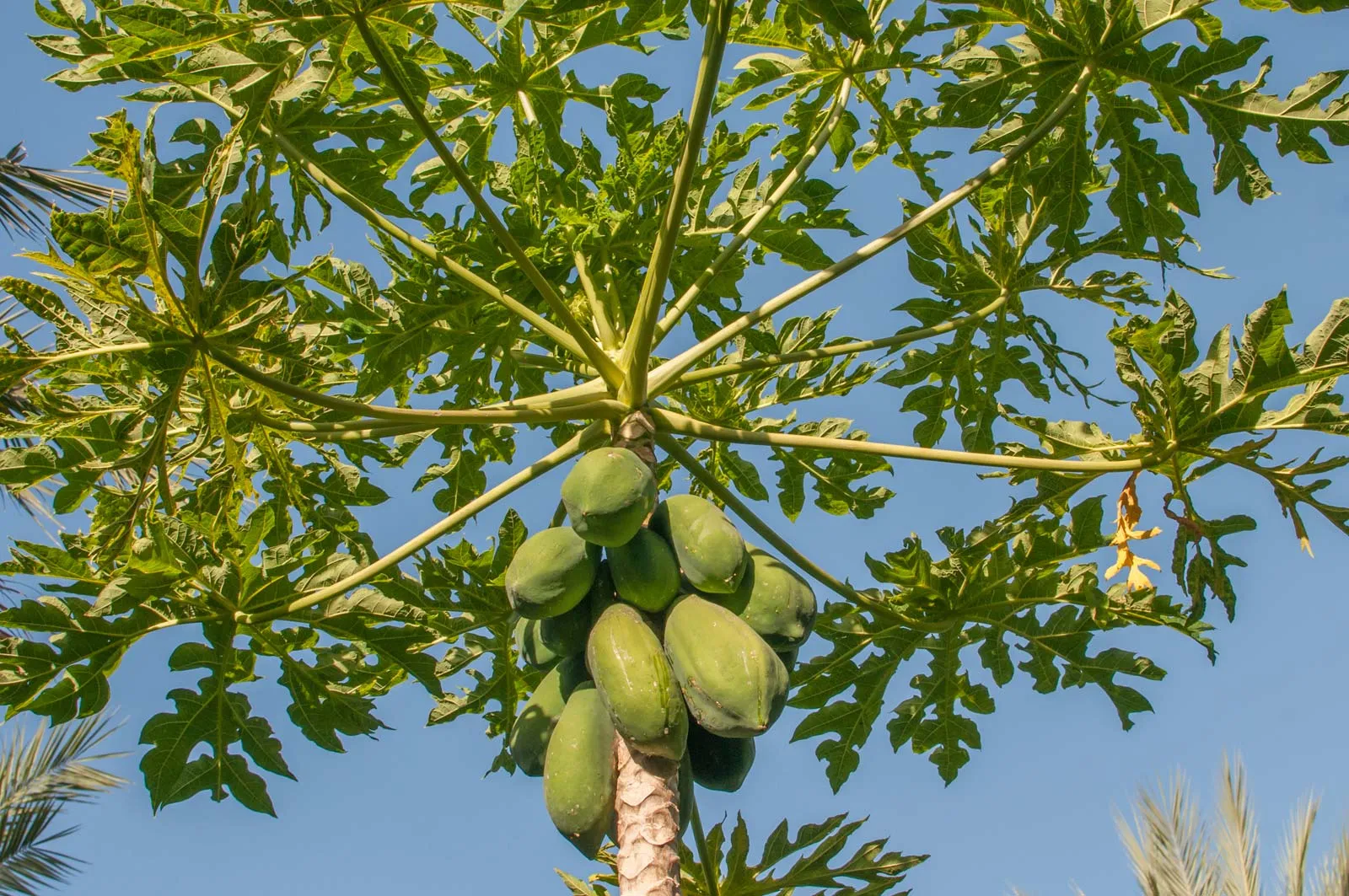 Papaya tree significance