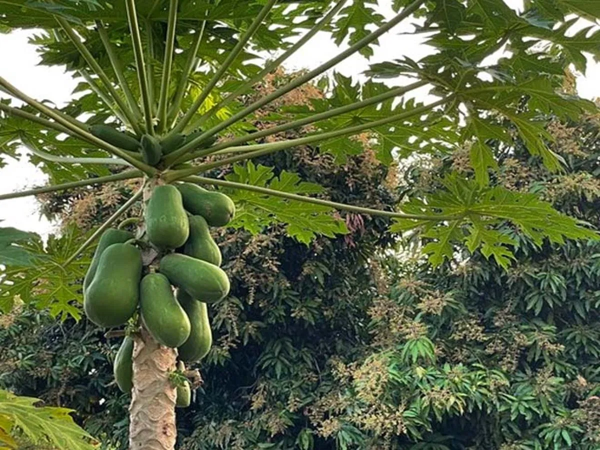 papaya tree