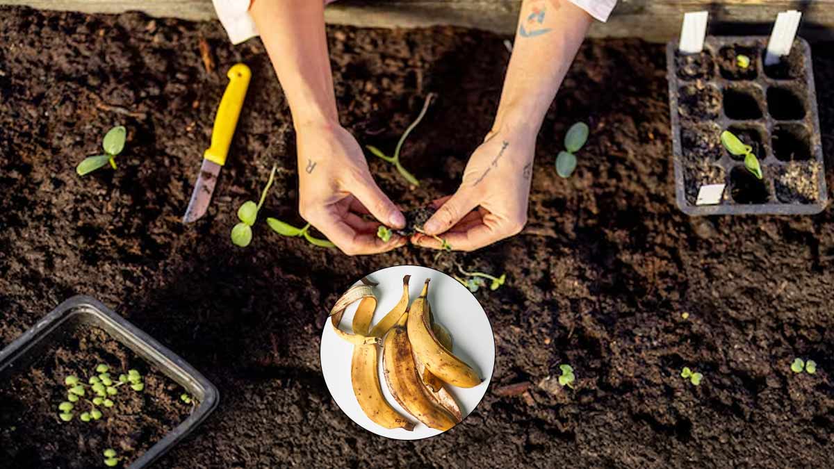 Banana Peel Liquid Fertilizer