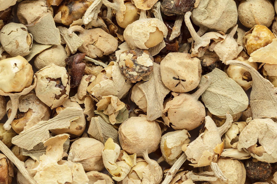 Paneer Phool for high blood sugar