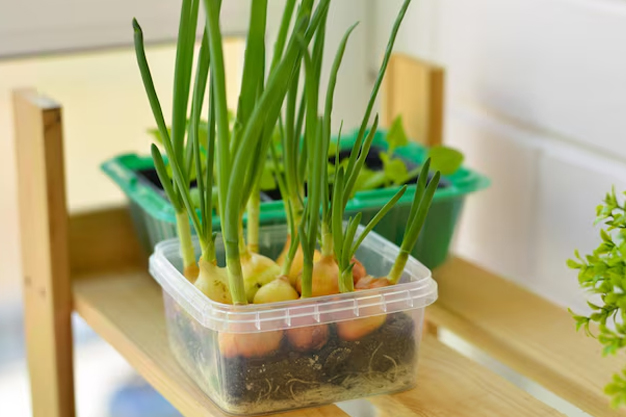 grow onions in pots