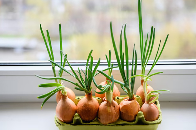 how to grow onions