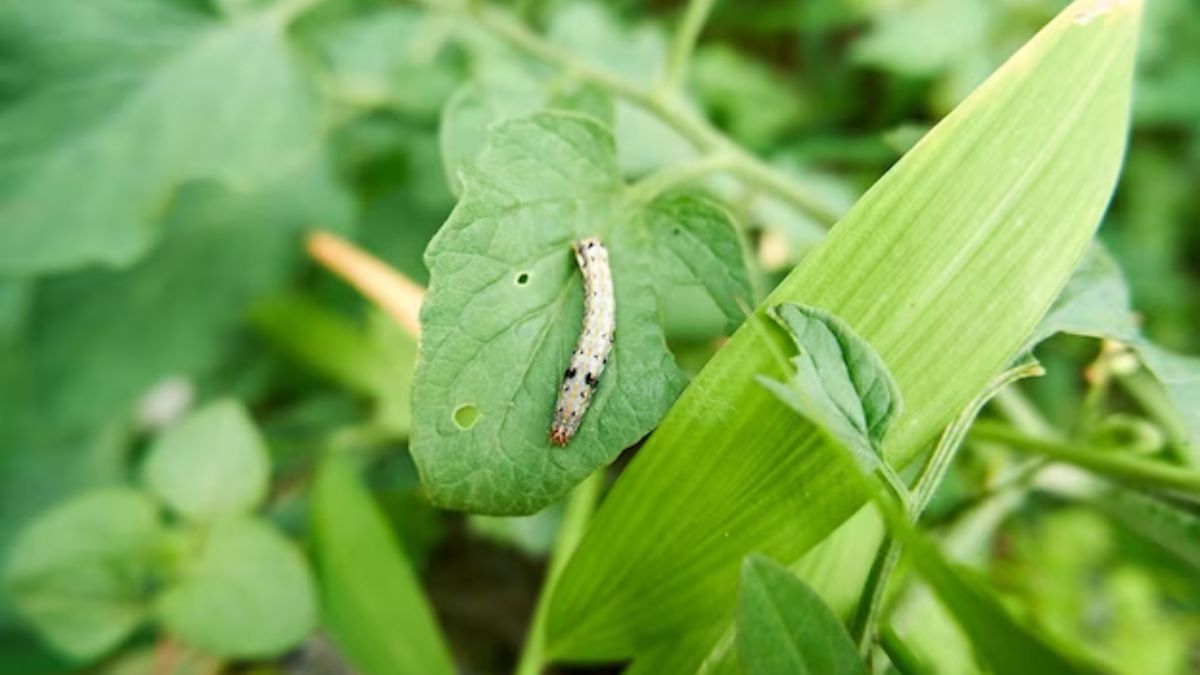 How to use pesticides 1