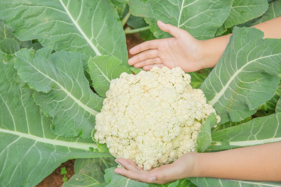 cauliflower homemade fertilizer