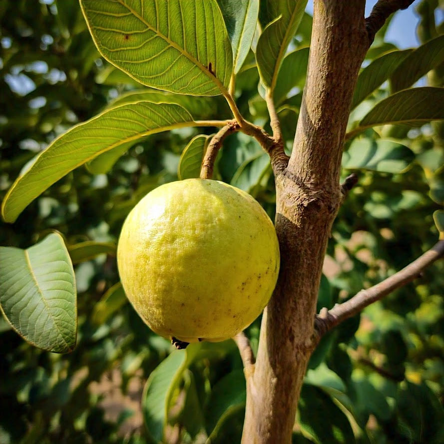 guava tree care