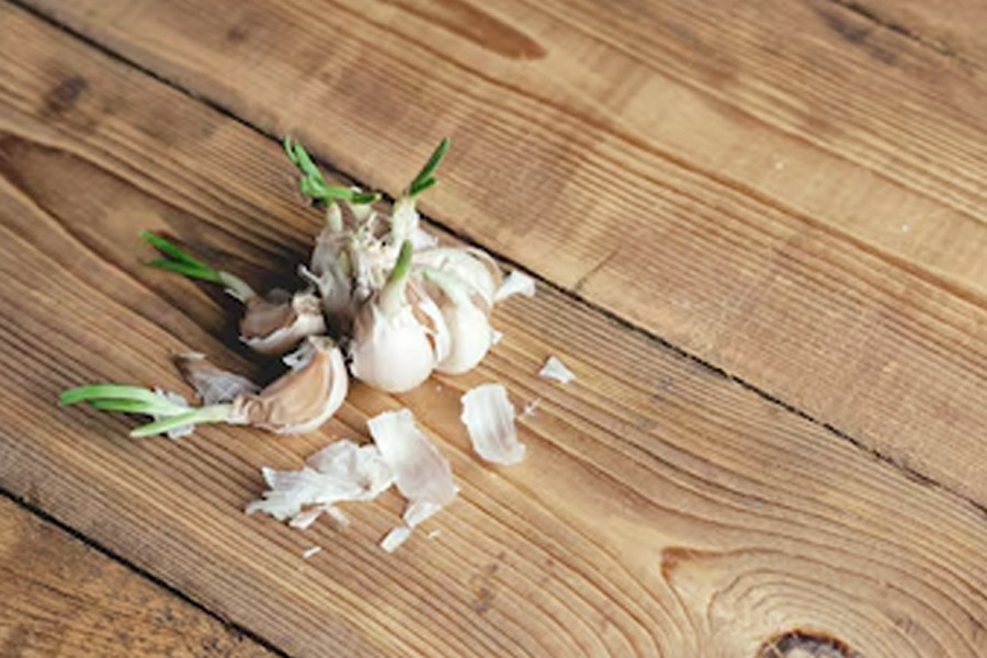 is it safe to eat sprouted garlic