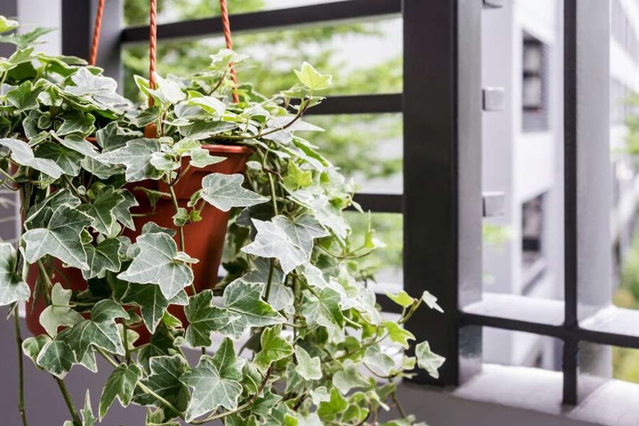 Balcony gardening for beginners