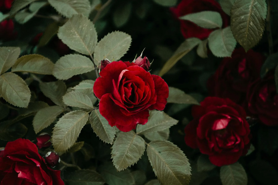 Do hard pruning of the plant