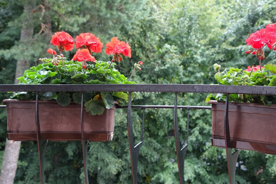 Small balcony garden tips